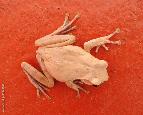 frog or Litoria Infrafrenata