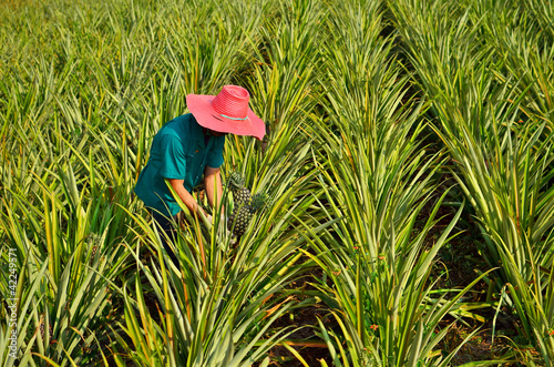 Farmer harvesting in pineapple farm