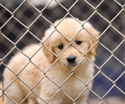 lonely dog in cage