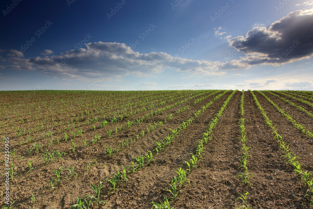 Corn field Corn field