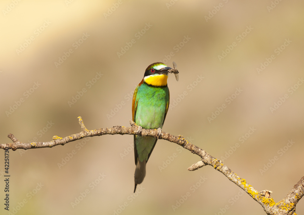 Bee-eater Bee-eater