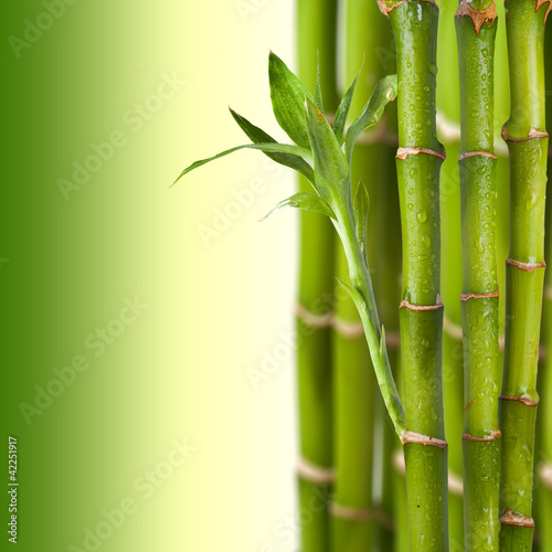 fresh Bamboo on green background