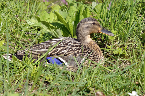 Mallard Duck Female