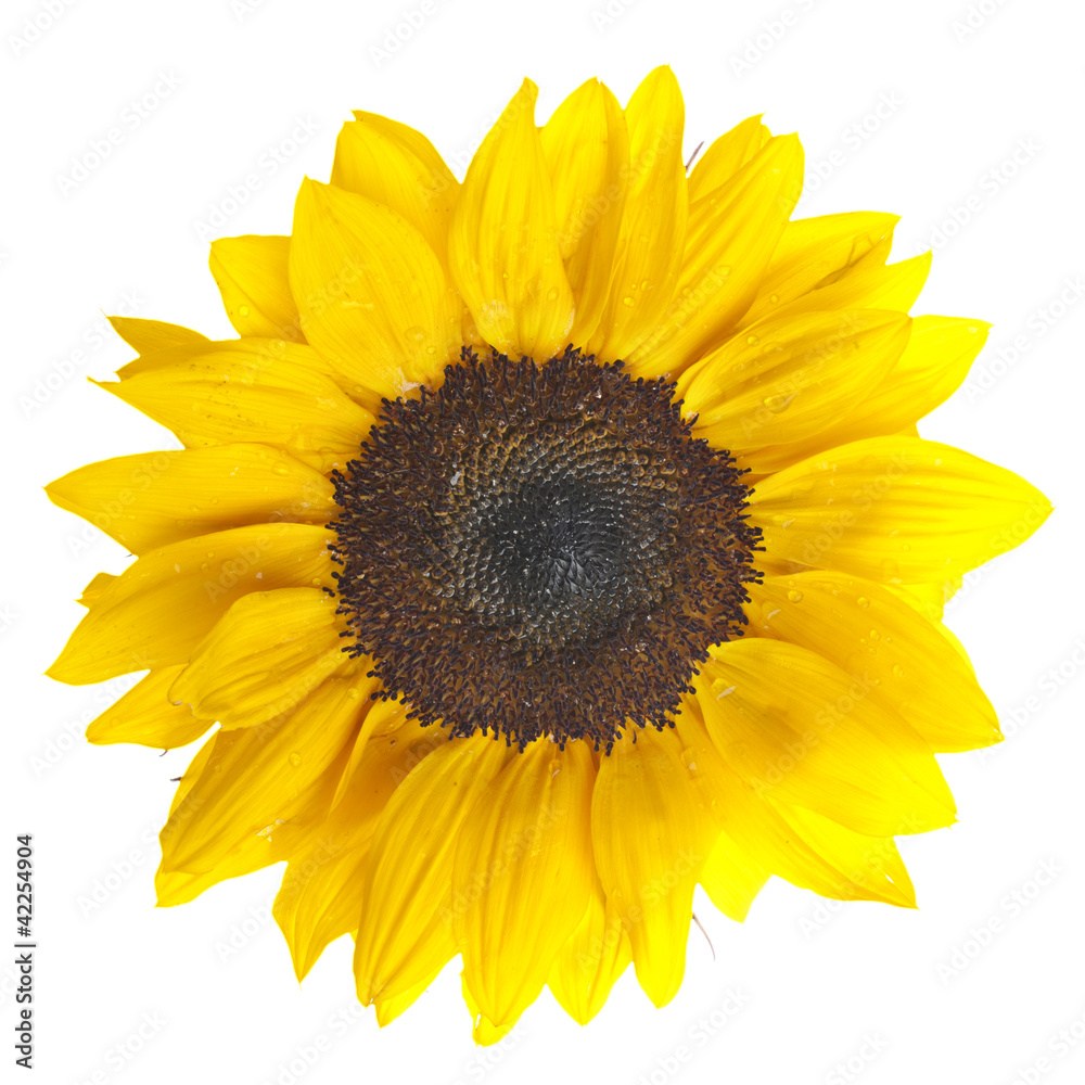 Obraz premium Sunflower on white background