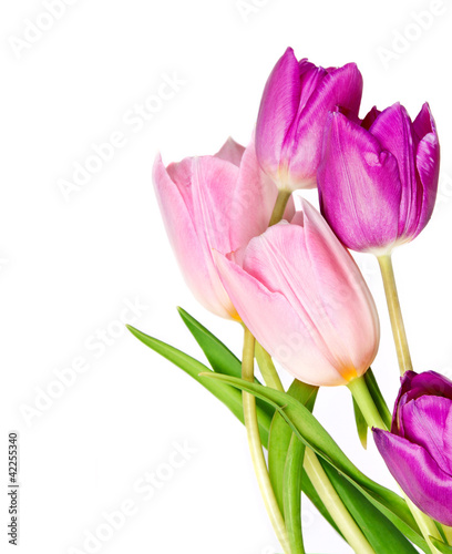 Spring Tulip Flowers bunch © saras66