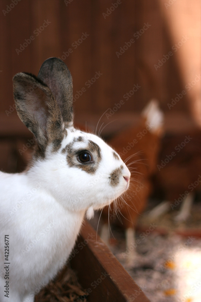 Pet rabbit in the garden