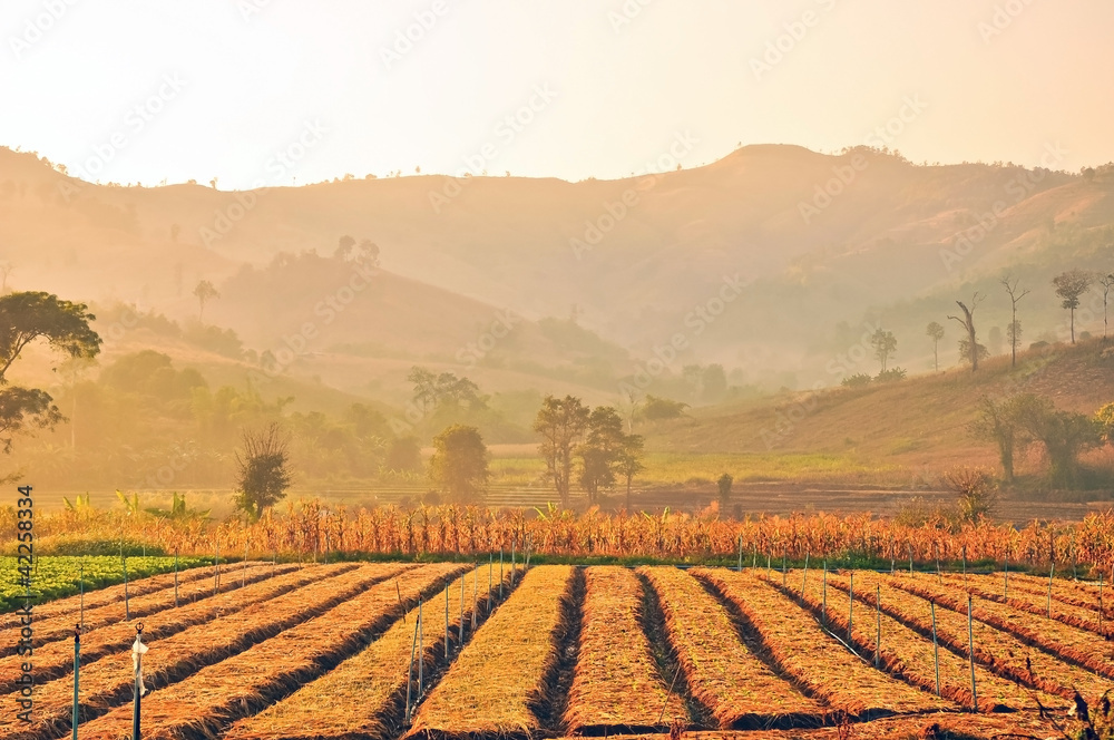 The vegetable garden with mountain background ,Chiang Rai The vegetable garden with mountain background ,Chiang Rai