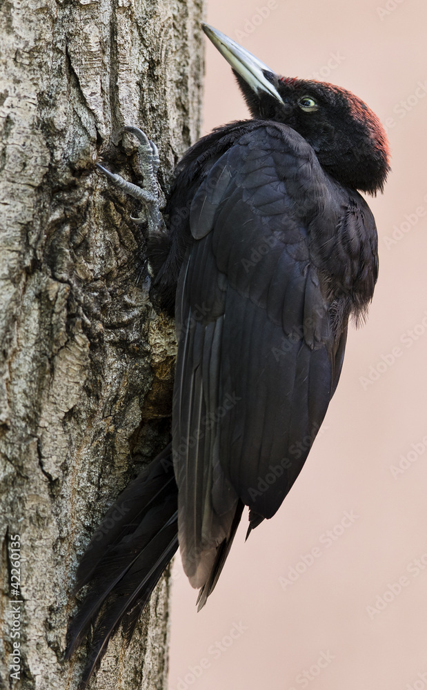 Fototapeta premium Black woodpecker in the city