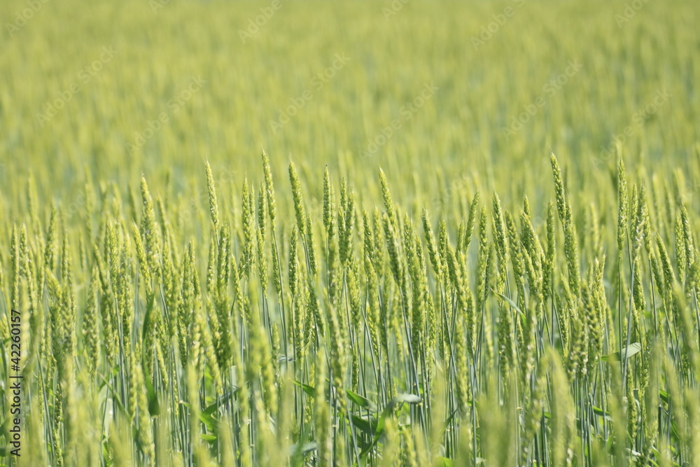 Fototapeta premium Fields of wheat