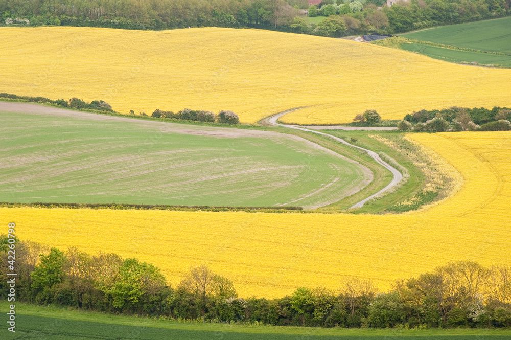 Beautiful landscape of rapeseed fields Beautiful landscape of rapeseed fields