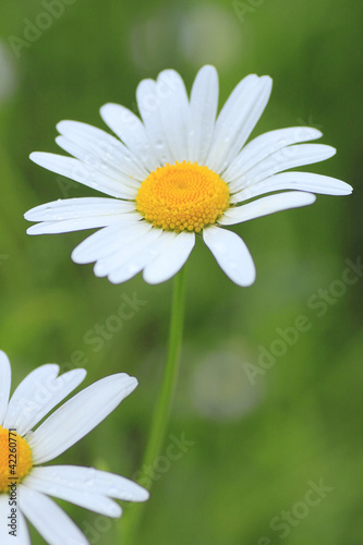 Close up of marguerites