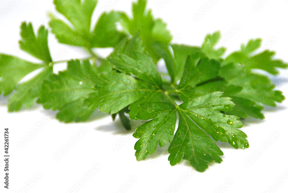 PEREJIL AISLADO SOBRE FONDO BLANCO, FRESCOR, AROMÁTICO PEREJIL AISLADO SOBRE FONDO BLANCO, FRESCOR, AROMÁTICO