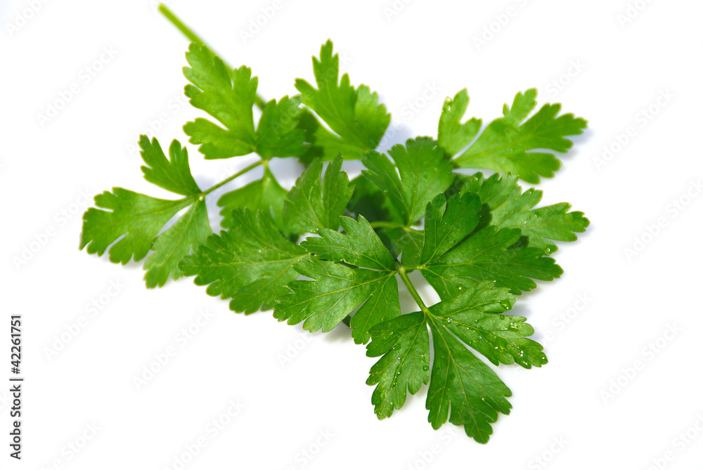 PEREJIL, SALUD, PLANTA MEDICINAL