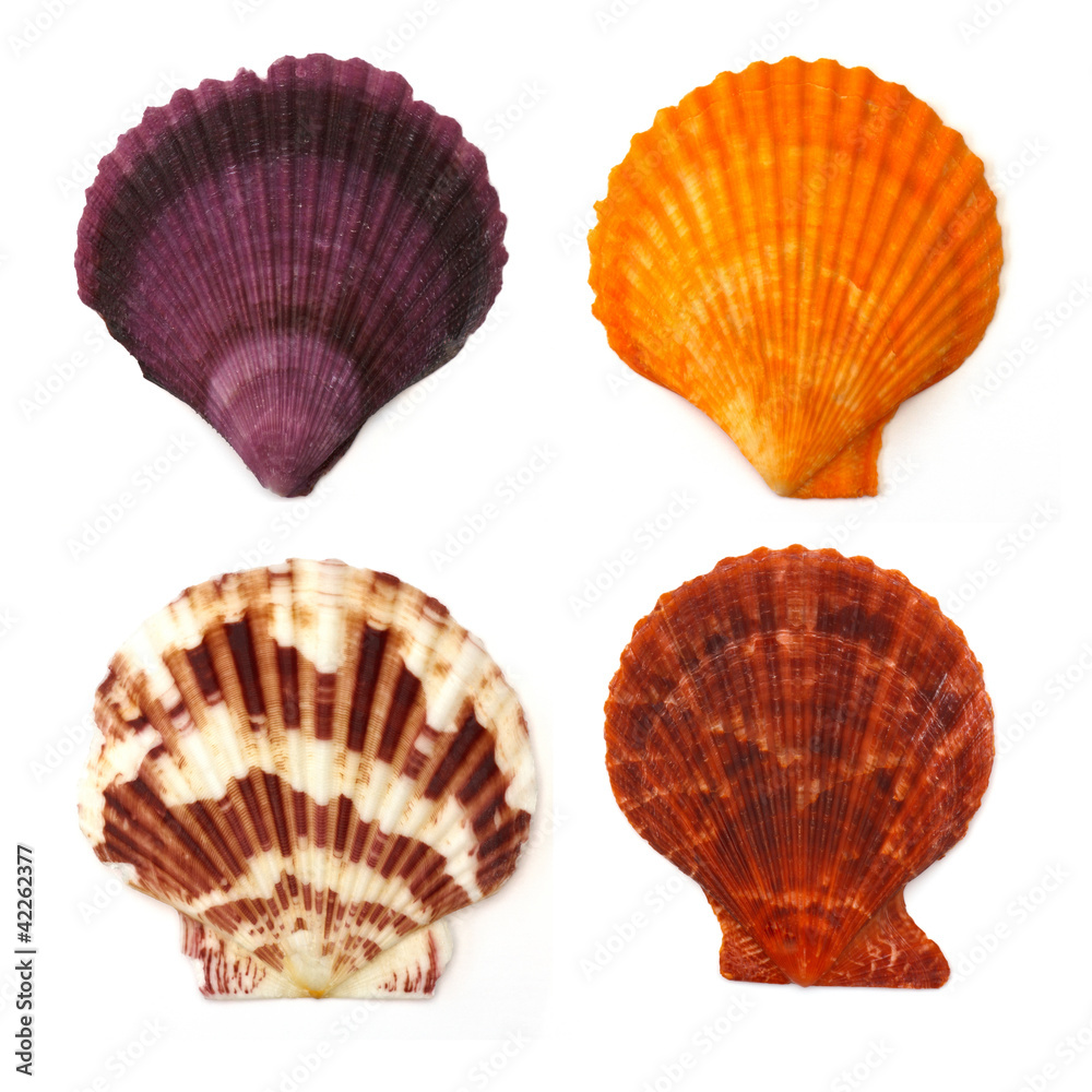 Fototapeta premium collection of seashells on white background
