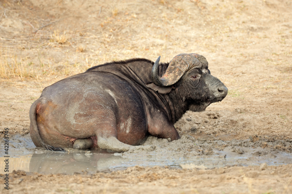 Fototapeta premium African buffalo bull
