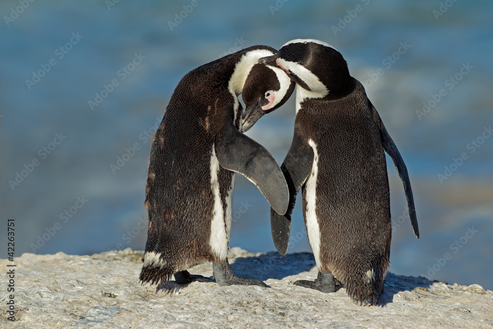Fototapeta premium Pair of African penguin (Spheniscus demersus)