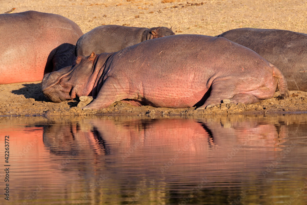 Fototapeta premium Hippo family resting outside the water