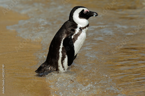 African penguin (Spheniscus demersus)