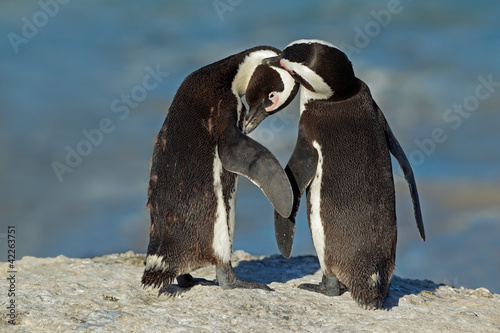 Pair of African penguin (Spheniscus demersus)