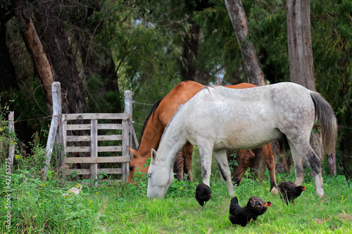 Horses and chickens on a rural ranch