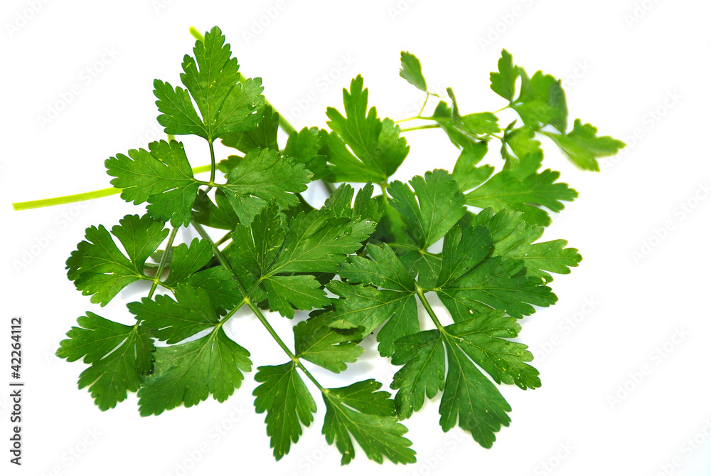 PLANTAS AROMÁTICAS CON SABOR Y AROMA PLANTAS AROMÁTICAS CON SABOR Y AROMA