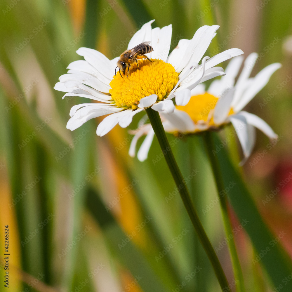 Dining On Daisy Dining On Daisy