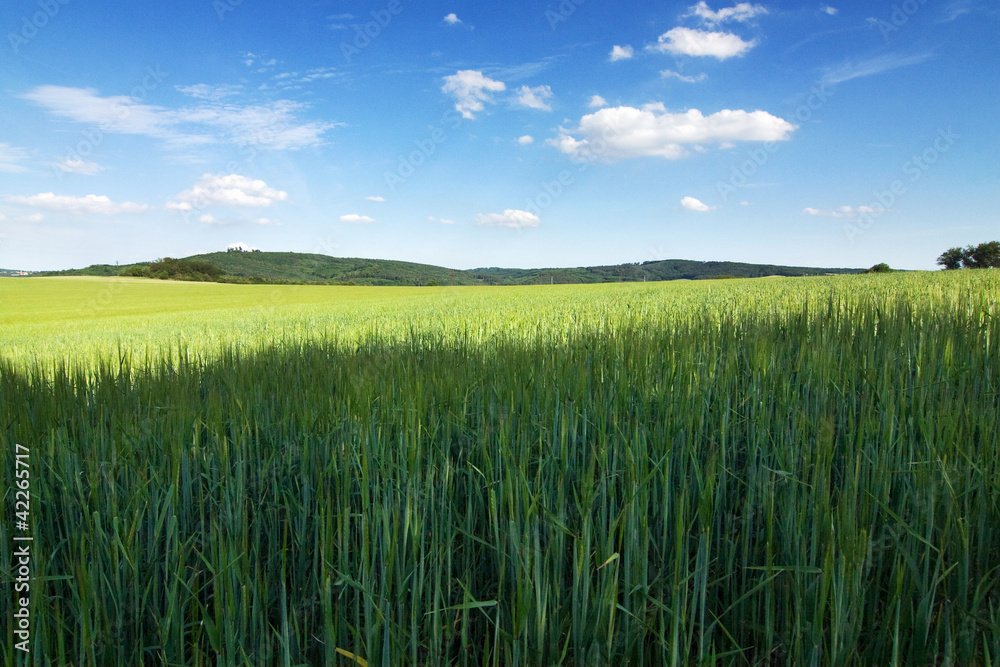 Amazing spring/summer countryside - green meadow, blue sky Amazing spring/summer countryside - green meadow, blue sky