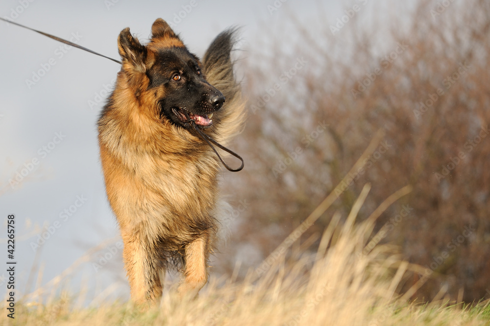 Deutscher Schäferhund 69 Deutscher Schäferhund 69