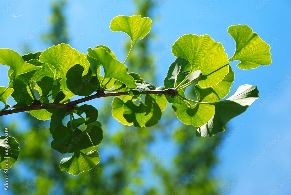 Fototapeta premium GINKGO BILOBA, PLANTA CON PROPIEDADES MEDICINALES
