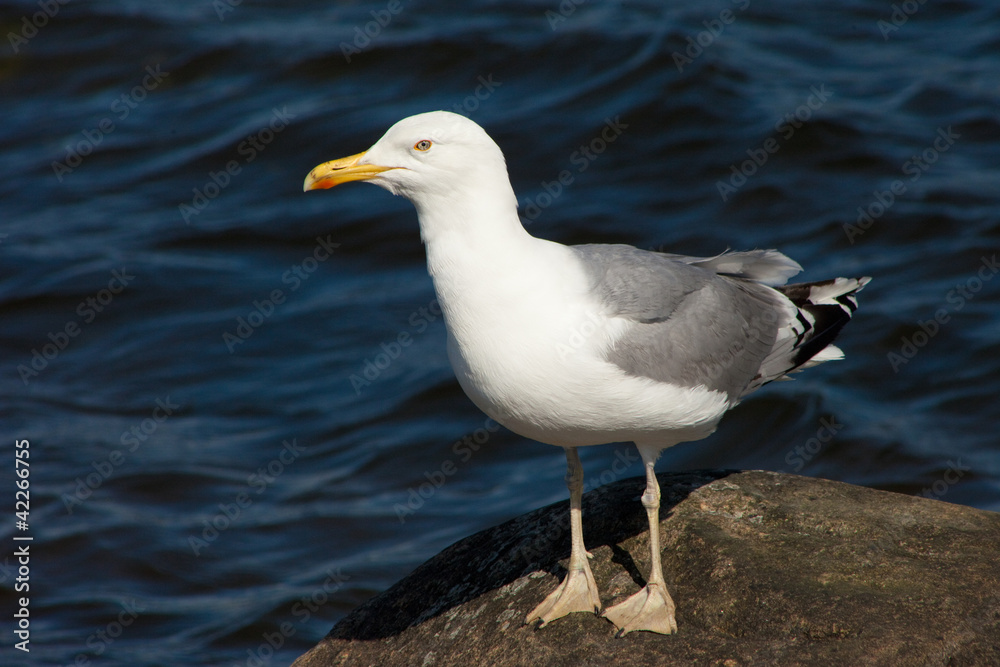 white sea gull resting on stone white sea gull resting on stone