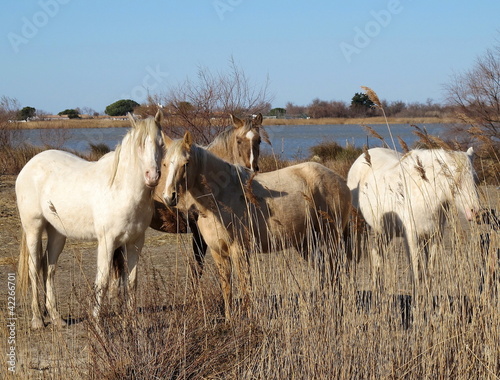 Chevaux de Camargue