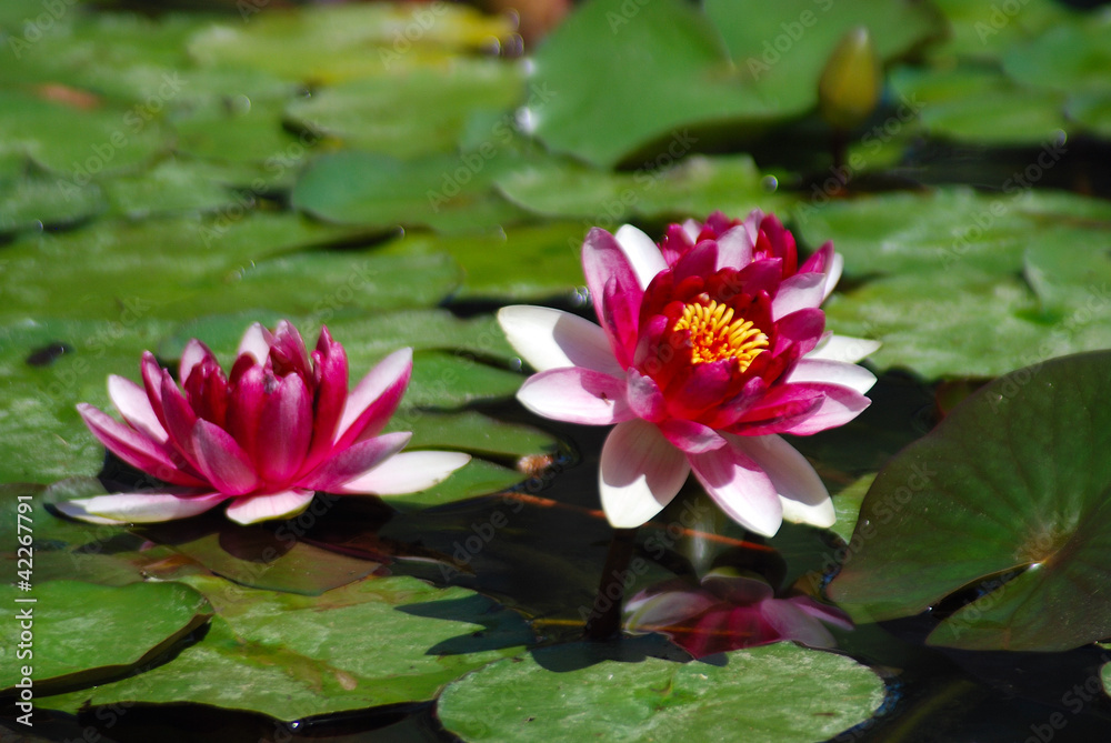 NENÚFARES, AISLADOS EN UN ESTANQUE DE UN JARDÍN NENÚFARES, AISLADOS EN UN ESTANQUE DE UN JARDÍN