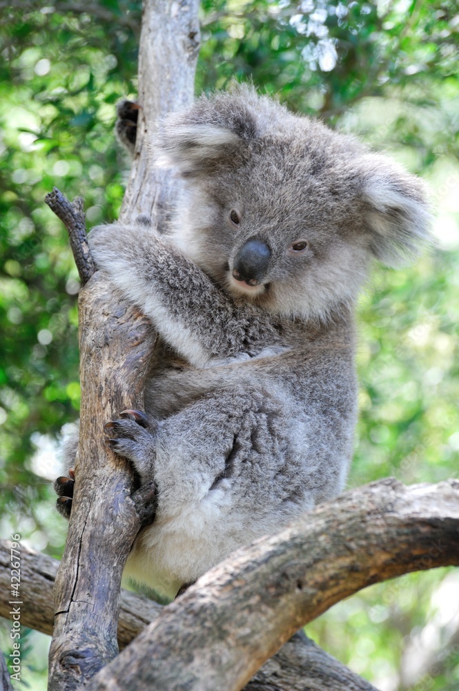 Fototapeta premium Koala 2