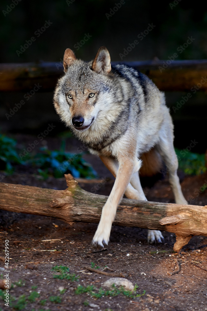 Obraz premium Grey wolf (Canis lupus)