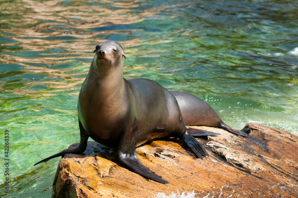 Obraz premium Sea cat at the Berlin Zoological Garden