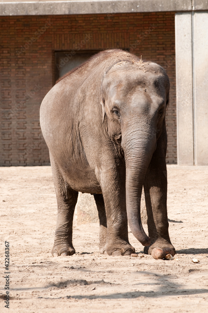 Fototapeta premium Elephant in Berlin Zoological Garden