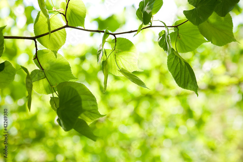Dekoracja na wymiar  young-green-leaves-of-linden