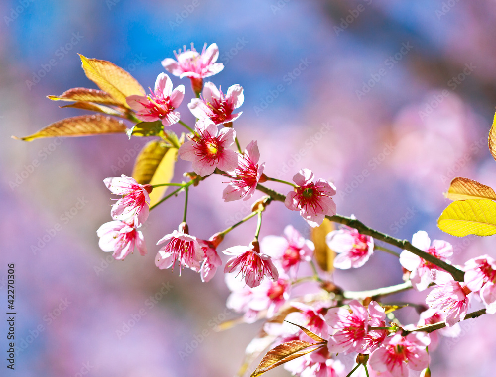 Cherry blossoms or sakura
