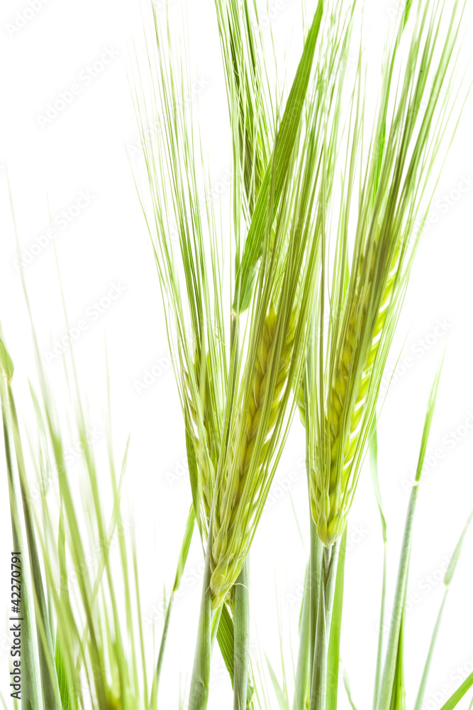 Naklejka premium wheat