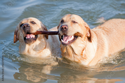 Canvas Print Couple of dogs in the sea with stick in their teeth
