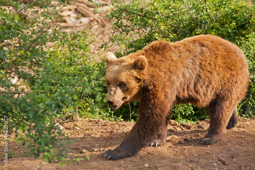 Elderly European brown bear (Ursus arctos) walking