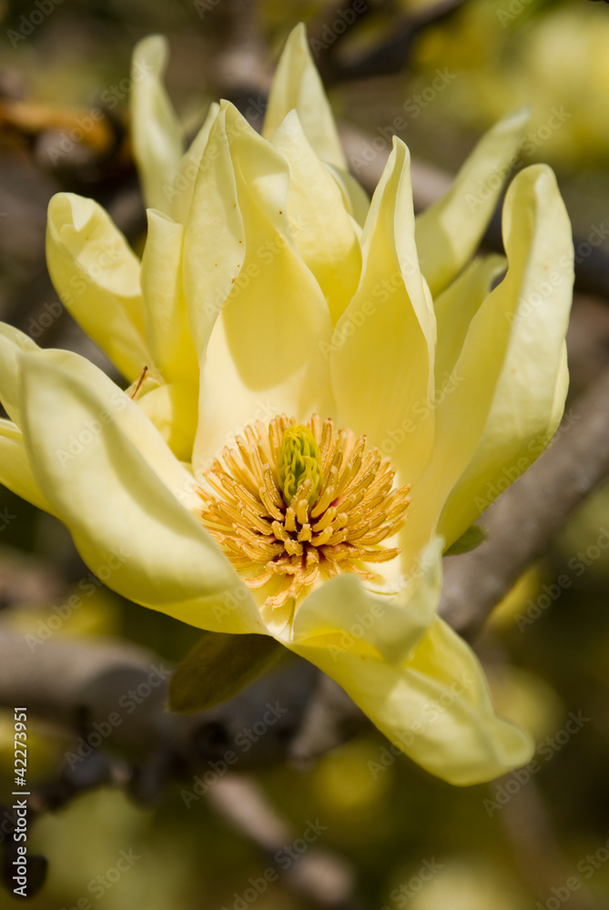 Fototapeta premium Star Magnolia