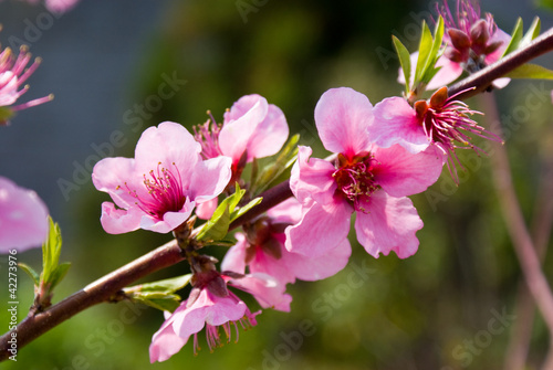 Spring Tree