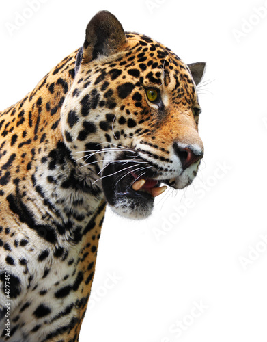 Jaguar head, wild animal isolated on white