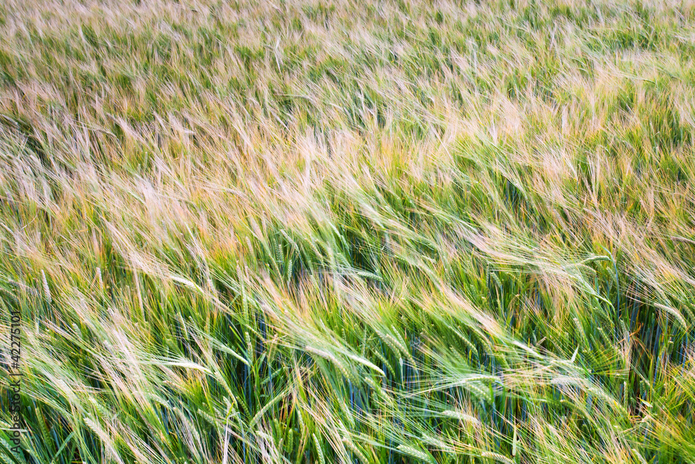 barley field barley field