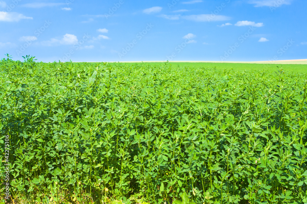 green lucerne field blue sky