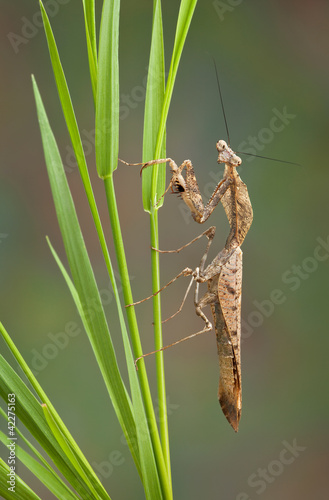 Dead leaf mantis on grass