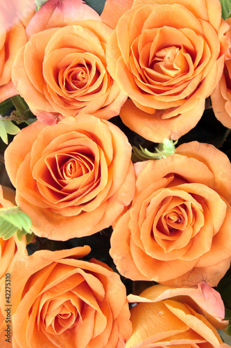 Orange roses