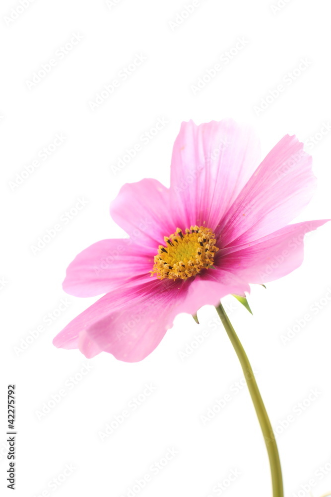 Autumn flower, pink cosmo on white background