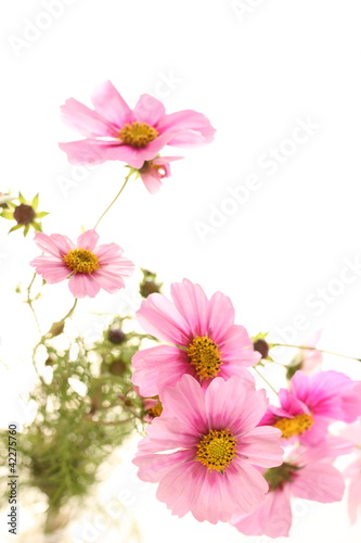 autumn flowers, pink cosmos on white background